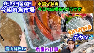 【魚市場仕入れ】【魚屋の仕事】【旬の刺身】今朝の魚市場1月24日の水揚げ状況