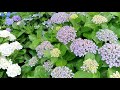 アジサイの名所 宇土市住吉町の住吉自然公園　landmark of a hydrangea sumiyoshi natural park in sumiyoshimachi uto shi