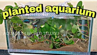 Planted Aquarium in telugu | beach sand \u0026 beach plants are used ⚠️