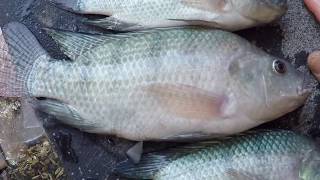 AQUAPONIC Tilapia Harvest / Cleaning / Eating