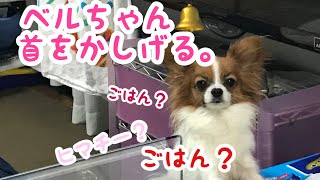 【パピヨン🐶ベルトマトちゃん】ごはんだって！首傾げる犬💕