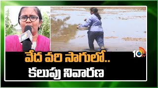 వేద వరి సాగులో.. కలుపు నివారణ | Weed Control in Direct Seeded Paddy | Matti Maishi | 10TV