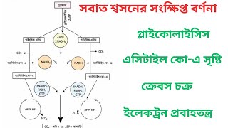 সবাত শ্বসনের সংক্ষিপ্ত বর্ণনা।নবম-দশম শ্রেনির জীববিজ্ঞান চতুর্থ অধ্যায়।