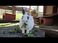 Rabbits in the Animal Walk - Horniman Museum and Gardens