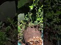 クランベリーのすり鉢からすり鉢への、植え替え作業になります。動画の最後あたりの土は後から崩してすり鉢に入れました。