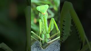 💚カマキリさんの目は常にこっちを見ているように見える💕😊(箕面公園)