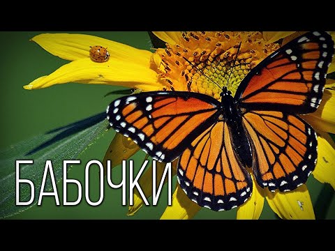 Бабочки: Летающие цветы природы Интересные факты про бабочек