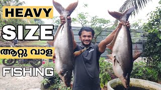 കായലിലെ ഭീകരൻ വാളകളേ പിടിച്ചു | Heavy Size Aatu Vaala Fishing