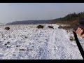 Polowanie zbiorowe na dziki -Drückjagd - vildsvinsjakt - wild boar hunting  -Chasse Au Sanglier