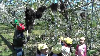 サクランボ授粉 気分はミツバチ　沼田で園児体験