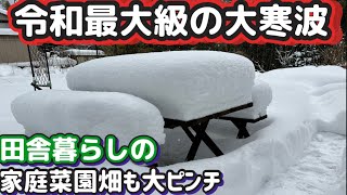 【大寒波ではじめての大雪体験】家庭菜園の樹木が危ない！