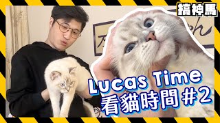 【看貓時間】阿神終於發瘋了😂Lucas是終極貓咪兵器！🐱💥