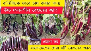 বেগুন চাষ পদ্ধতি। বেগুনের জাত পরিচিতি। বাংলাদেশের সেরা ৪টি বেগুনের জাত।  #বেগুন_চাষ  #brinjal #বেগুন