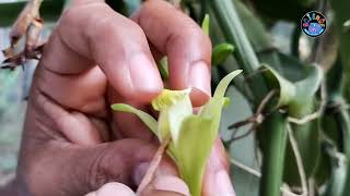 വാനിലയിൽ കൃത്രിമ പരാഗണം എങ്ങനെ ചെയ്യാം I How to pollinate in Vanilla ?