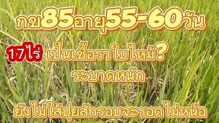 กข85อายุ55-60วันเป็นเชื้อรายังไม่ใด้ใส่ปุ๋ยเลยแย่เลยงานนี้#กข85