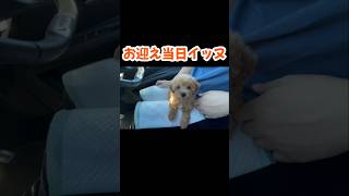 可愛すぎる子犬【トイプードル】 #トイプードル #toypoodle #イッヌ #子犬