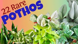 22 RARE POTHOS VARIETIES | THAT GARDEN GIRL