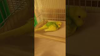 はじめて抱卵するセキセイインコ