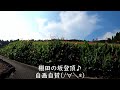 日南市酒谷 坂元棚田 曼殊沙華サイクリング