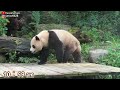 圓寶趴睡餐檯 翹高屁屁起身超可愛 近午餐時間才想吃竹葉 giant panda yuan bao 圆宝 貓熊 大貓熊 大熊貓