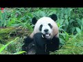 圓寶趴睡餐檯 翹高屁屁起身超可愛 近午餐時間才想吃竹葉 giant panda yuan bao 圆宝 貓熊 大貓熊 大熊貓