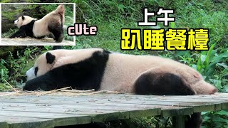 圓寶趴睡餐檯,翹高屁屁起身超可愛,近午餐時間才想吃竹葉|Giant Panda Yuan Bao,圆宝,貓熊,大貓熊,大熊貓