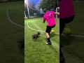 The RONALDO Of Puppys (MUST WATCH) | Cute Funny French Bulldog Puppy ⚽️🐶 #puppy #shorts #football