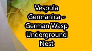 Vespula germanica - German Wasp Underground Nest #1 2018