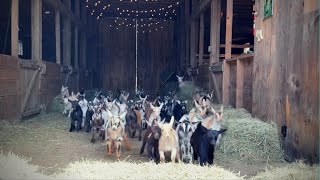 Epic Running of the Goats @SunflowerFarmCreamery