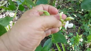 ผักพื้นบ้าน:ต้นถั่วแปบ Hyacinth bean หรือ Dolichos bean