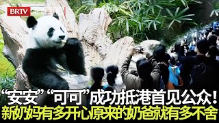 “安安”“可可”成功抵港首见公众,爬行进食画面全曝光！一个文静一个潇洒，新奶妈有多开心它们的饲养员就有多不舍 【熊猫奇遇记】