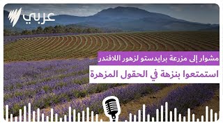 مشوار إلى مزرعة برايدستو لزهور اللافندر: استمتعوا بنزهة في الحقول المزهرة وبآيس كريم بطعم الخزامى