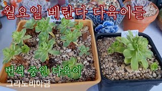 다부댁네 베란다 ~월요일 기분 좋은 다육이 수다! korean succulent  多肉植物  たにくしょくぶつ