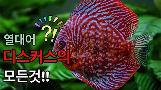 디스커스 처음 키울때 알아야할 영상!! (Discus)