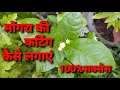 मोगरा की कटिंग कैसे लगाएं?How to grow jasmine plant from cutting.🌸