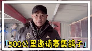 500公里邀请赛集鸽子，农村大叔思量再三，到底送了几只去参赛呢【农村达叔】