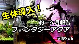 ファンタジーアクアリウム立ち上げ約一ヶ月！生体導入と経過報告