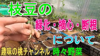 【枝豆の】緑化・摘心・断根　について　22/5/11