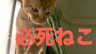 こんなのって、アリ？必死ねこ　保護猫育て第69話