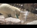 秋田県『 一眼カメラで撮るあきたの風景 』【男鹿市】①～男鹿水族館gao 白くま ユキとフブキ～ akiak small country town【japan 日本 東北】fx3