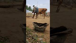 மாட்டு சாணம் அள்ளும் எளிய முறை🐄||cow 🐄 Cleanik || Village Vazhai