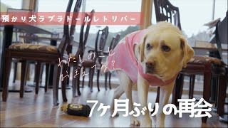 一旦の別れから7ヶ月…預かり犬ラブラドールレトリバーと再会しました