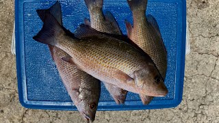 EPIC FISHING ADVENTURE Catching TROPHY Mangrove Snapper