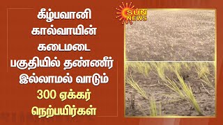 கீழ்பவானி கால்வாயின் கடைமடை பகுதியில் தண்ணீர் இல்லாமல் வாடும் 300 ஏக்கர் நெற்பயிர்கள் | Sun News