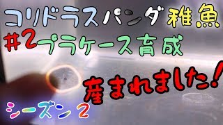 【アクアリウム】孵化しました！【コリドラスパンダ】