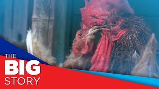 French couple sues rooster for crowing too early