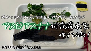 流木にアヌビアスナナを活着！アクアリウム初心者がアヌビアスナナ付き流木を作ってみた！