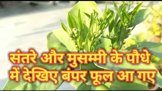 संतरे और मुसम्मी के पौधे में देखिए बंपर फूल आ गए || Orange Flower