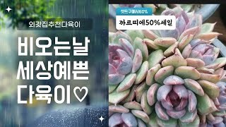 그시절 가장 사랑했던 다육이40%할인!!!외갓집다육이01095282302