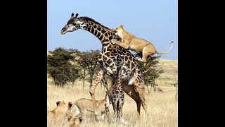 Giraffe vs Lion - Who Will Win Between Giraffes and Lions? #Shorts #GoWildlifeWorld
